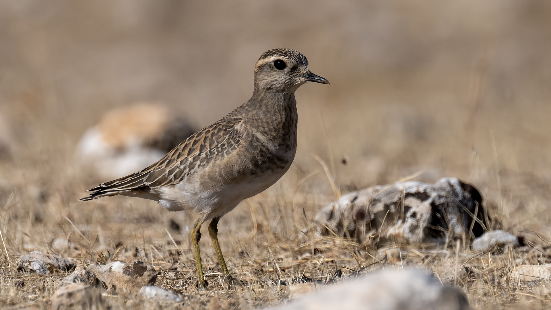 Eurasian Dotterel